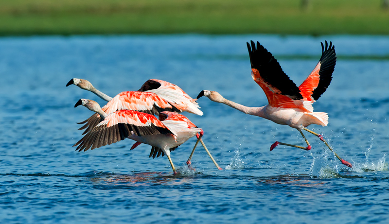 Flamingos-chileno